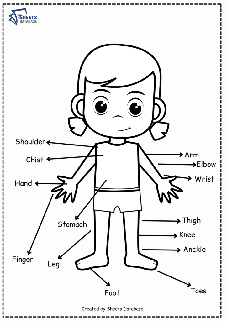 Body parts worksheets – Sheets