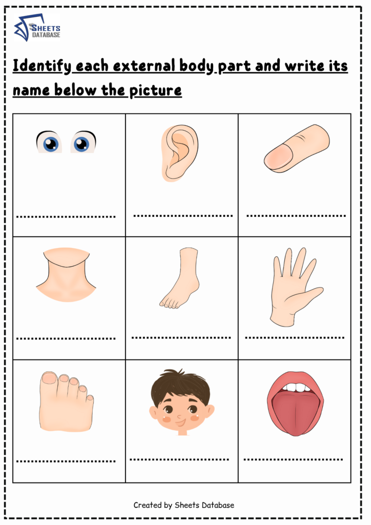 Body parts worksheets – Sheets